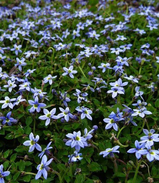 Isotoma fluviatilis